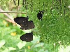 Euploea tulliolus ledereri