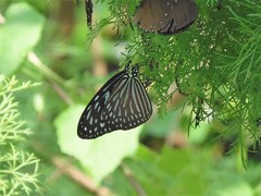 Ideopsis vulgaris macrina
