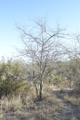 Tabebuia nodosa