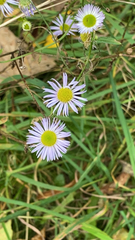Erigeron annuus