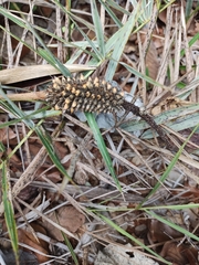 Allagoptera campestris