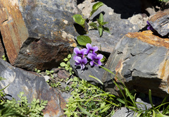 Viola somchetica