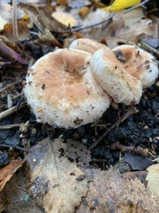 Fungi