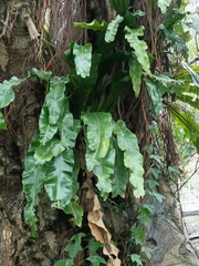 Asplenium setoi