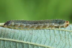 Nematinus luteus