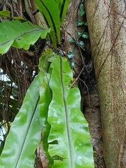 Asplenium setoi