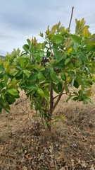 Terminalia brachystemma brachystemma