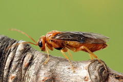 Nematinus luteus