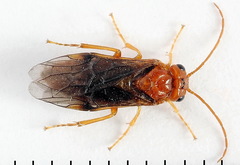 Nematinus luteus