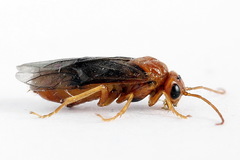 Nematinus luteus