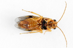 Nematinus luteus