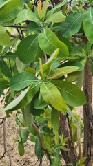 Terminalia brachystemma brachystemma