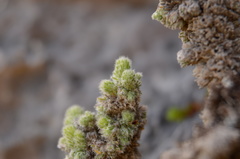 Erica occulta