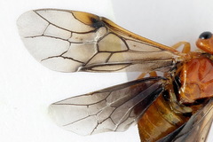 Nematinus luteus