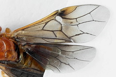 Nematinus luteus
