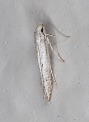 Haplochrois bipunctella