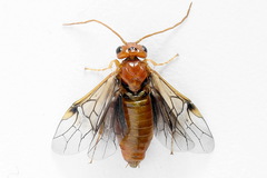 Nematinus luteus