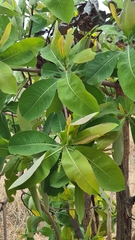 Terminalia brachystemma brachystemma