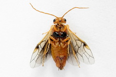 Nematinus luteus