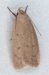 Inga obscuromaculella