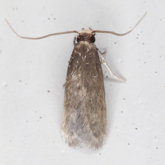 Phaeoses sabinella