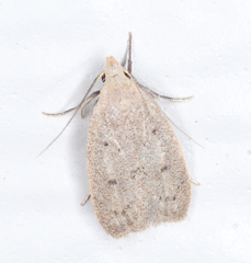 Inga obscuromaculella