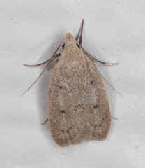 Inga obscuromaculella