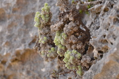 Erica occulta