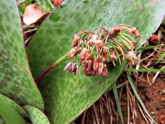 Ledebouria ovatifolia
