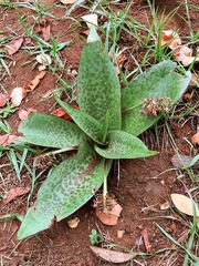 Ledebouria ovatifolia