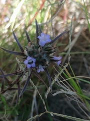 Microcodon glomeratus
