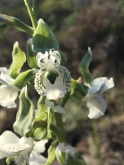 Chloraea galeata