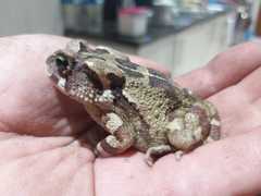 Sclerophrys pardalis