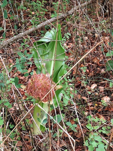 Scadoxus puniceus image