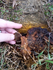 Inonotus glomeratus