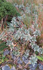 Brachyglottis revoluta