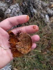 Inonotus glomeratus