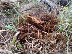 Inonotus glomeratus