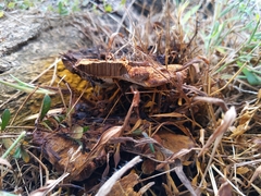 Inonotus glomeratus