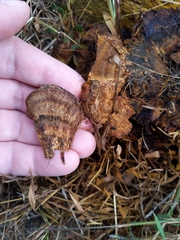 Inonotus glomeratus