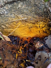 Inonotus glomeratus
