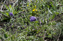 Pulsatilla albana