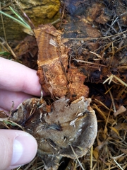 Inonotus glomeratus