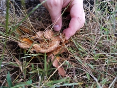 Inonotus glomeratus