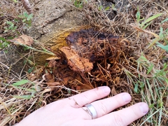 Inonotus glomeratus