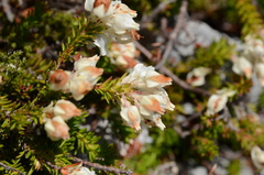 Erica calcareophila
