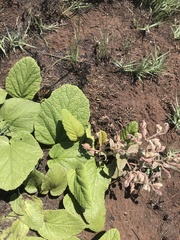 Hermannia transvaalensis