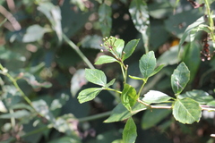 Eleutherococcus trifoliatus