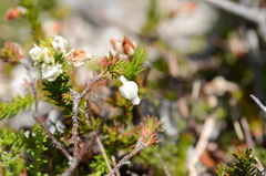 Erica calcareophila