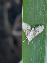 Cirrhochrista kosemponialis